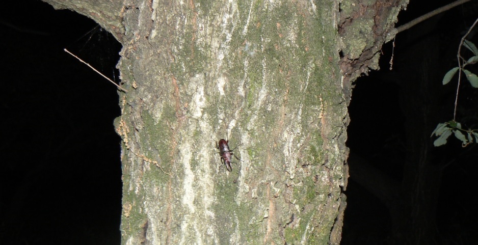 コナラ_ノコギリクワガタ♂_2021年5月28日20時05分頃 23度